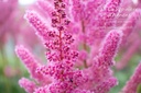 Astilbe chinensis 'Vision in Pink' - La Pépinière d'Agnens