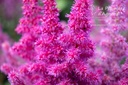 Astilbe chinensis 'Vision in Red'