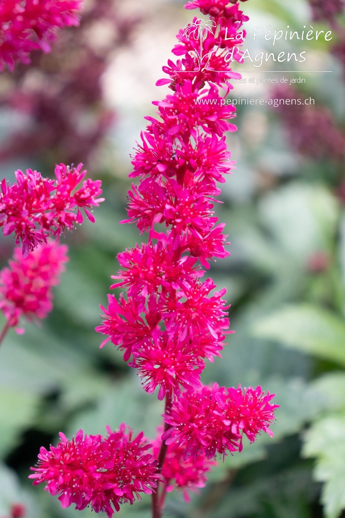 Astilbe arendsii (x) 'Fanal' - La Pépinière d'Agnens