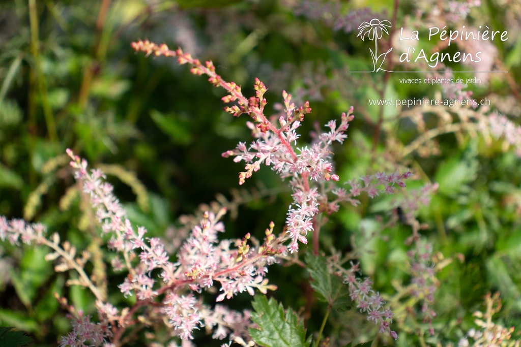 Astilbe simplicifolia 'Sprite' - La Pépinière d'Agnens