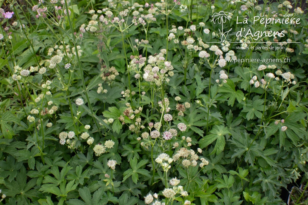 Astrantia major - La Pépinière d'Agnens