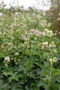 Astrantia major - La Pépinière d'Agnens