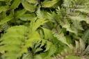 Athyrium niponicum 'Metallicum' - La Pépinière d'Agnens