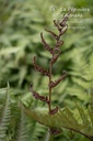 Athyrium niponicum 'Metallicum' - La Pépinière d'Agnens