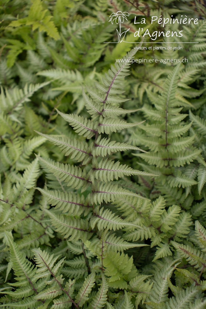 Athyrium niponicum 'Metallicum' - La Pépinière d'Agnens