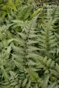 Athyrium niponicum 'Metallicum' - La Pépinière d'Agnens