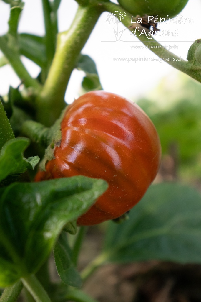 Aubergine cultivar 'Rosso Di Napoli' - La Pépinière d'Agnens