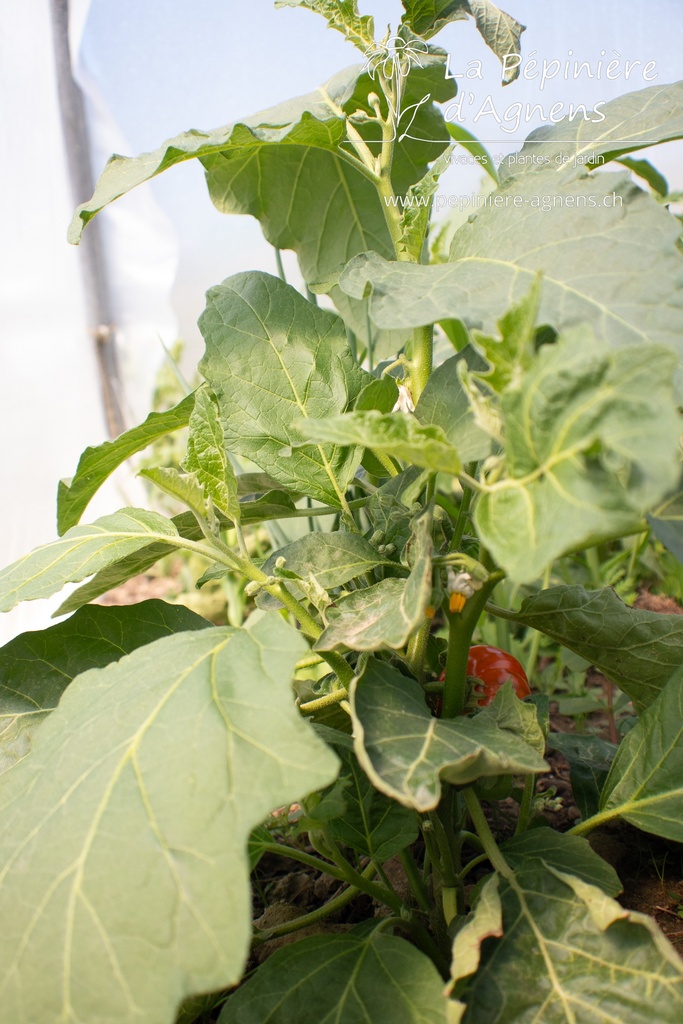 Aubergine cultivar 'Rosso Di Napoli' - La Pépinière d'Agnens