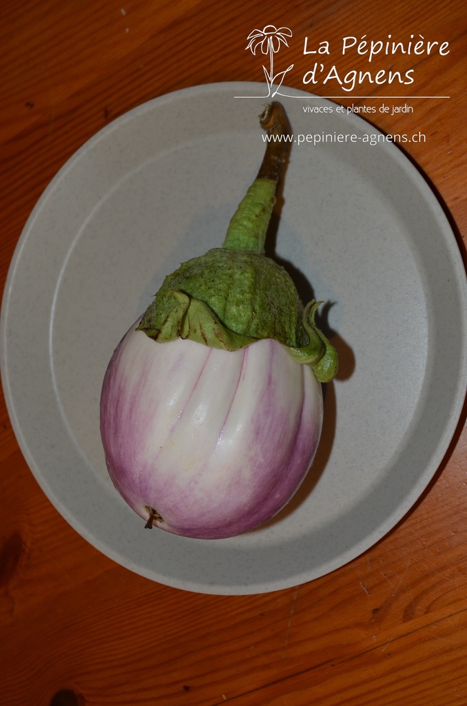 Aubergine cultivar 'Rotonda Bianca' - La Pépinière d'Agnens