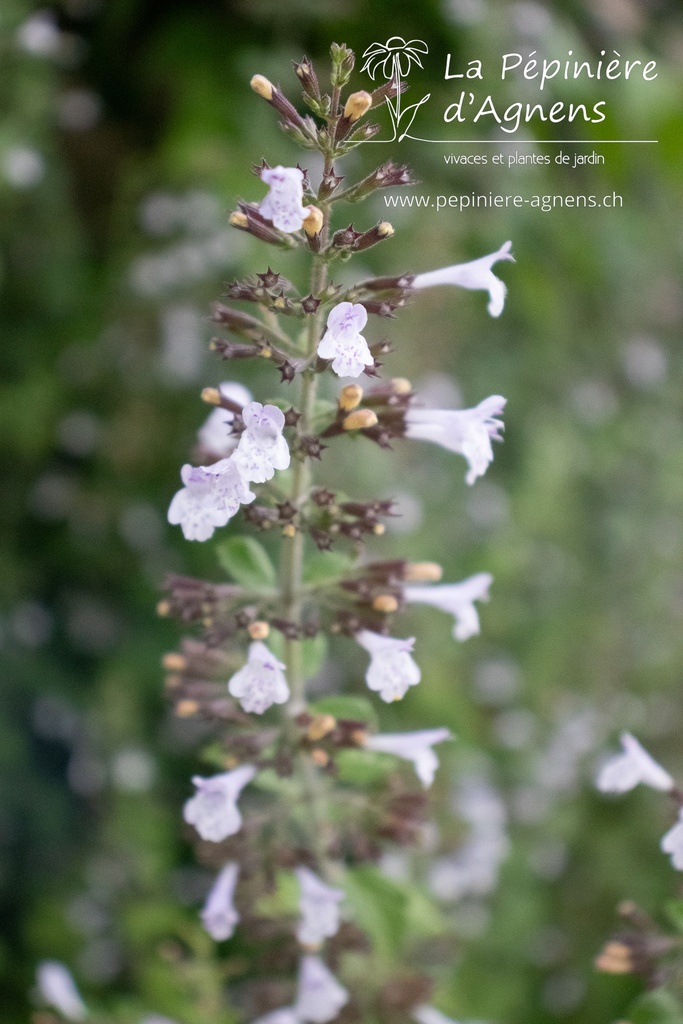 Calamintha nepeta 'Blue Cloud Strain' - La Pépinière d'Agnens