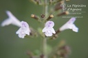 Calamintha nepeta 'Blue Cloud Strain' - La Pépinière d'Agnens