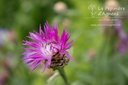 Centaurea jacea - La Pépinière d'Agnens