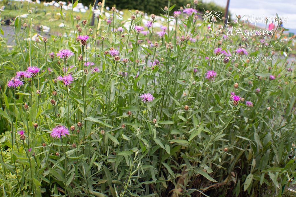 Centaurea jacea - La Pépinière d'Agnens