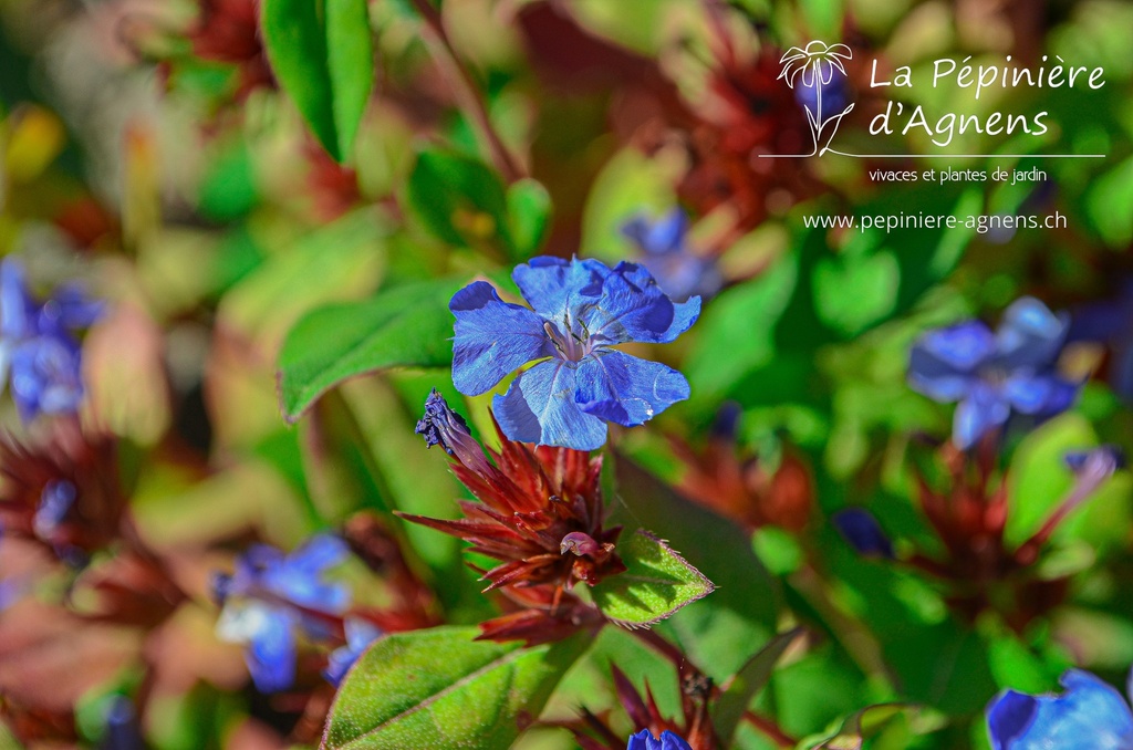 Ceratostigma plumbaginoides - La Pépinière d'Agnens