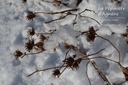 Ceratostigma plumbaginoides - La Pépinière d'Agnens