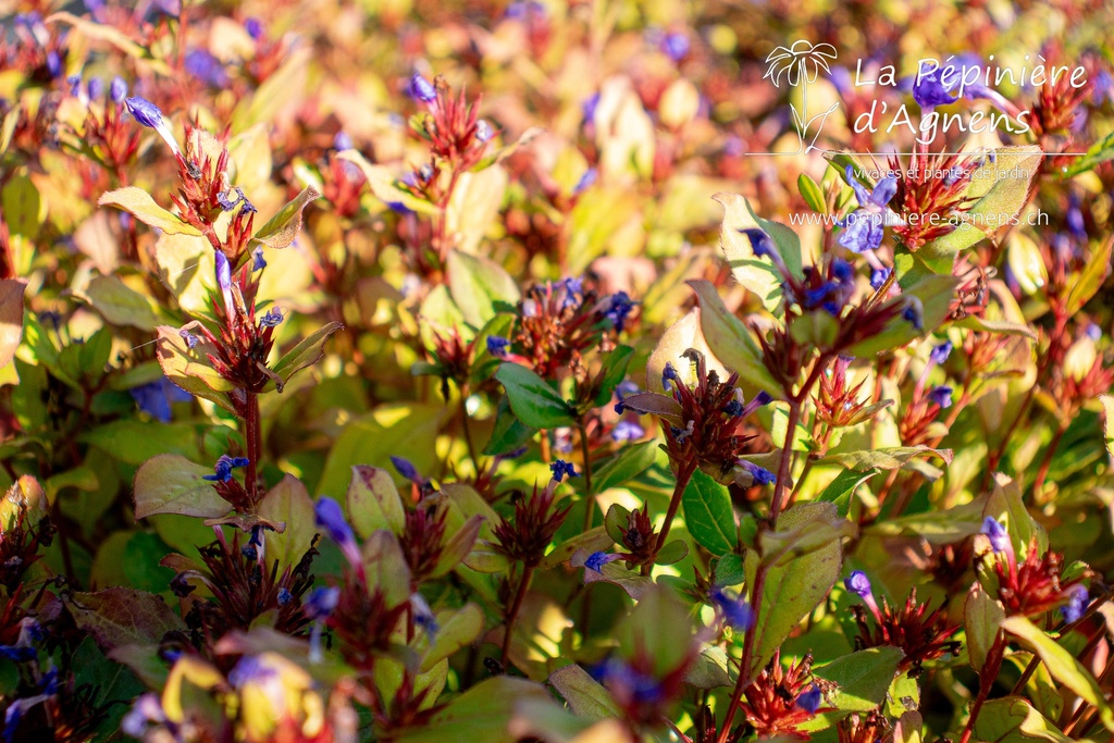 Ceratostigma plumbaginoides - La Pépinière d'Agnens