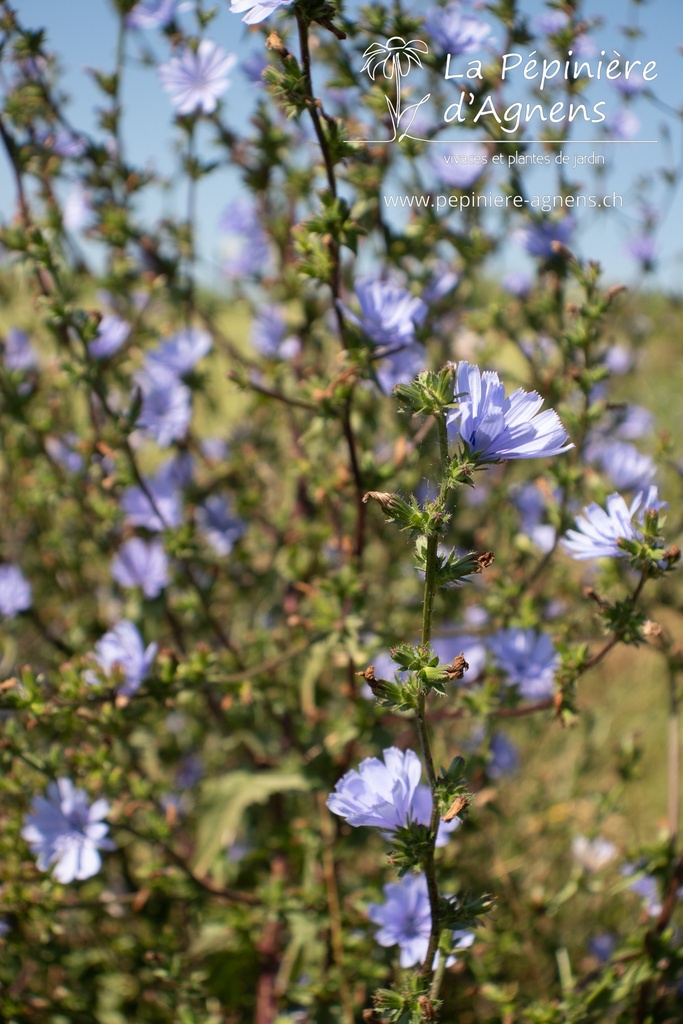 Cichorium intybus - La Pépinière d'Agnens