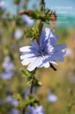 Cichorium  - La Pépinière d'Agnens