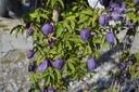 Clematis alpina - La Pépinière d'Agnens