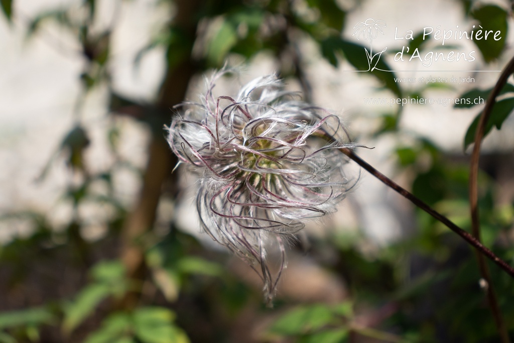 Clematis alpina - La Pépinière d'Agnens