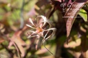 Clematis alpina - La Pépinière d'Agnens