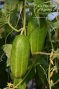 Concombre cultivar 'Cocktail de Cléopatre' - La pépinière d'Agnens