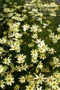 Coreopsis verticillata 'Moonbeam' - La pépinière d'Agnens