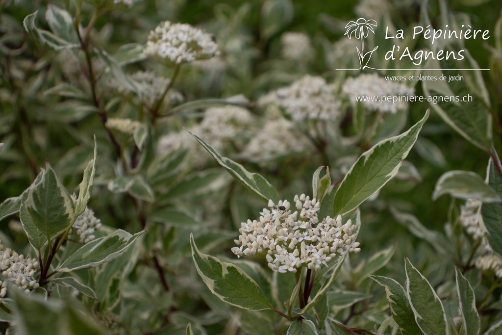 Cornus alba 'Elegantissima' - La pépinière d'Agnens