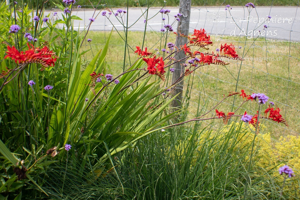 Crocosmia hybride 'Lucifer' - La pépinière d'Agnens