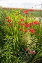 Crocosmia hybride 'Lucifer' - La pépinière d'Agnens