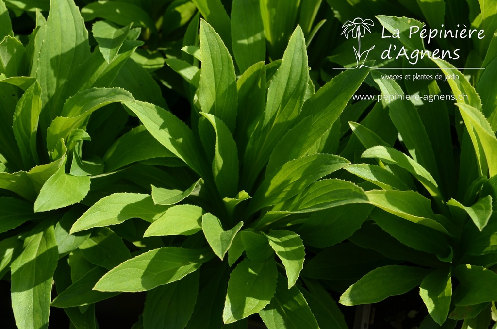 Digitalis lutea- La pépinière d'Agnens