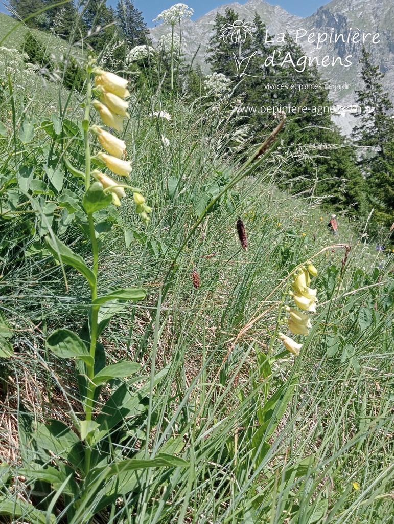 Digitalis lutea - La pépinière d'Agnens