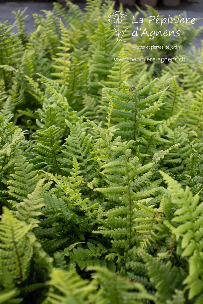 Dryopteris affinis - La pépinière d'Agnens