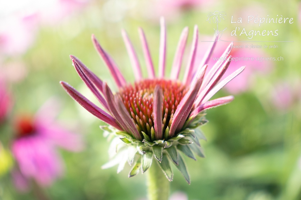 Echinacea purpurea 'Rubinstern' - La pépinière d'Agnens