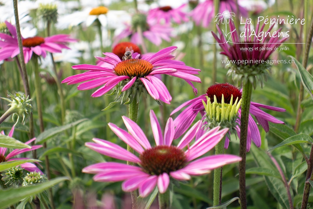 Echinacea purpurea 'Rubinstern' - La pépinière d'Agnens