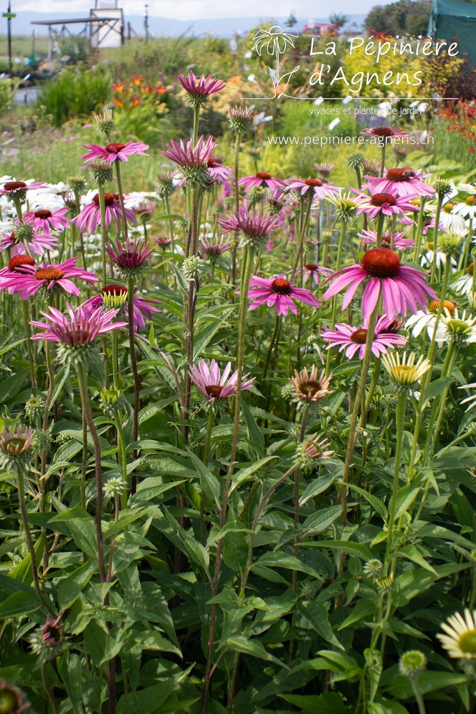 Echinacea purpurea 'Rubinstern' - La pépinière d'Agnens