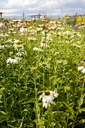 Echinacea purpurea 'Alba'- La pépinière d'Agnens