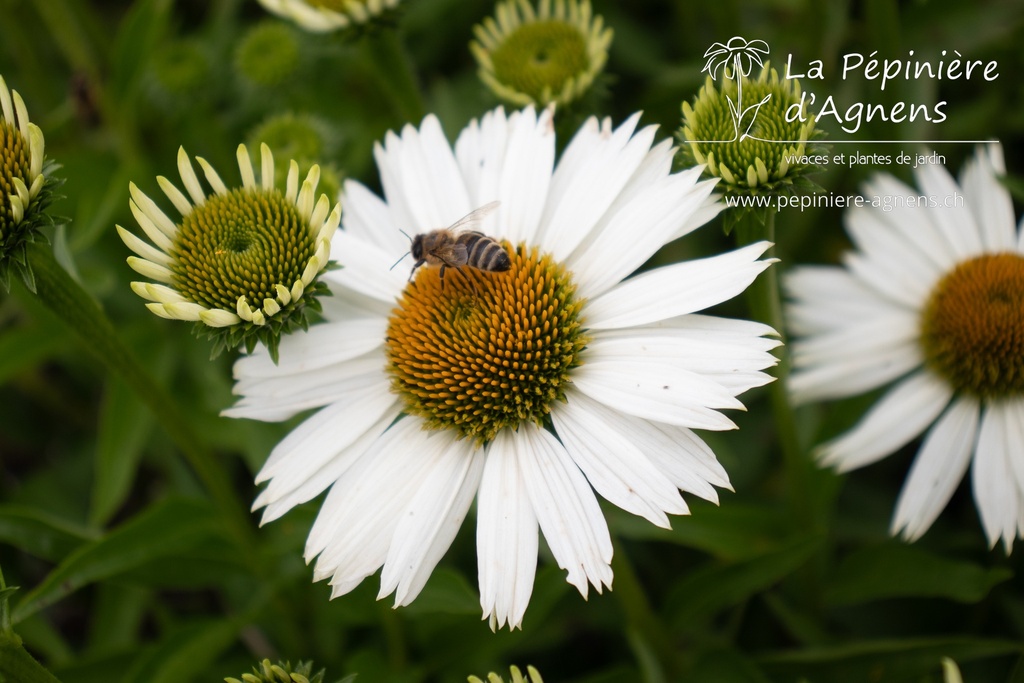 Echinacea purpurea 'Alba'- La pépinière d'Agnens