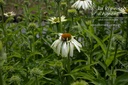 Echinacea purpurea 'Alba'