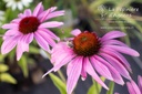 Echinacea purpurea 'Baby Swan Pink'- La pépinière d'Agnens