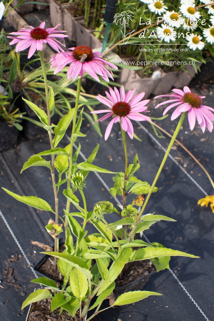 Echinacea purpurea 'Baby Swan Pink'