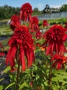 Echinacea purpurea 'Hot Papaya'- La pépinière d'Agnens