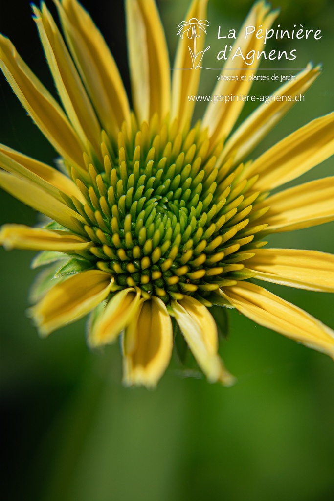 Echinacea purpurea 'Mellow Yellow'- La pépinière d'Agnens