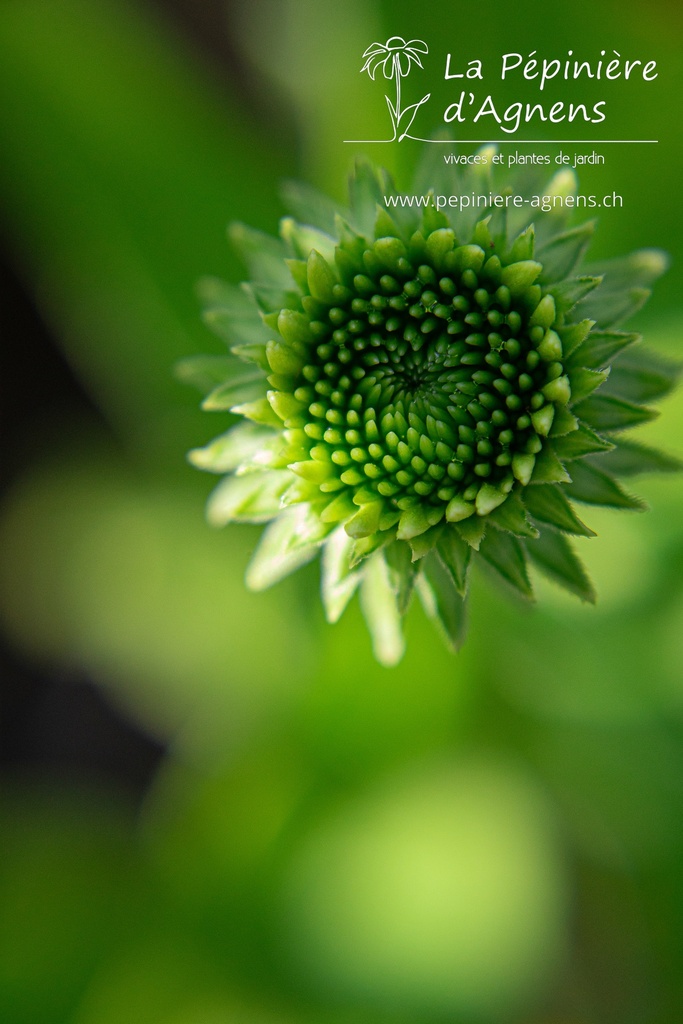 Echinacea purpurea 'Mellow Yellow'- La pépinière d'Agnens