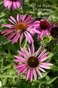 Echinacea purpurea 'Rubinstern'- La pépinière d'Agnens