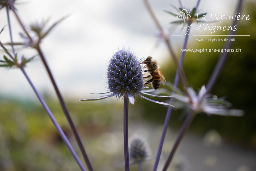 Eryngium planum 'Blaukappe'- La pépinière d'Agnens