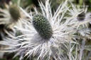 Eryngium zabelii (x) 'Donard Variety'- La pépinière d'Agnens