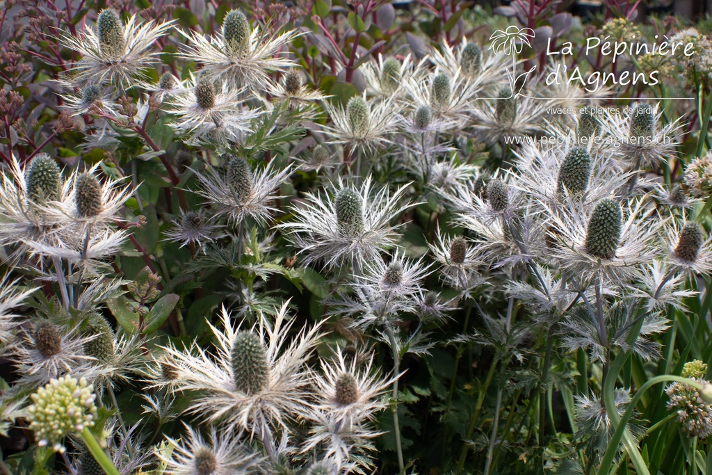 Eryngium zabelii (x) 'Donard Variety'- La pépinière d'Agnens