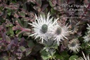 Eryngium zabelii (x) 'Donard Variety'- La pépinière d'Agnens