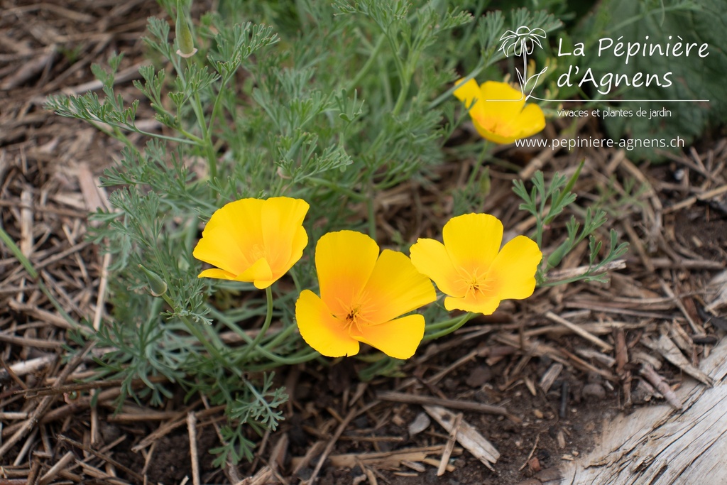 Eschscholzia californica- La pépinière d'Agnens